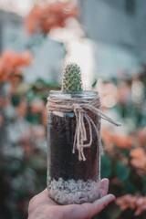 Succulents in a pot