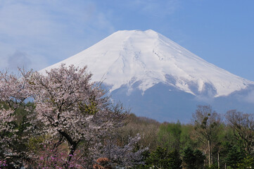 富士と桜