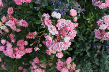 Beautiful pink flowers on delicate green branches