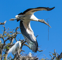 A wood stork in flight bringing in nesting branches in a rookery near St Augustine, Florida