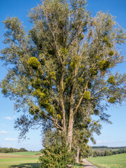 Obraz premium Baum mit Misteln im Spätsommer