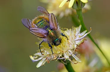 Foto op Plexiglas bumble bee scarab beetle // Käfer (Eulasia pareyssei)  © bennytrapp