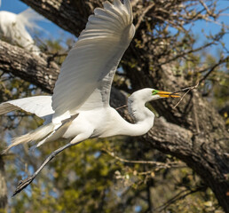 A great egret in flight bringing in nesting material in a rookery near St Augustine, Florida