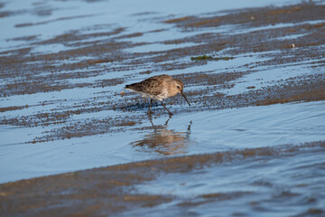 dunlin on the deserted island of Rottumeroog
