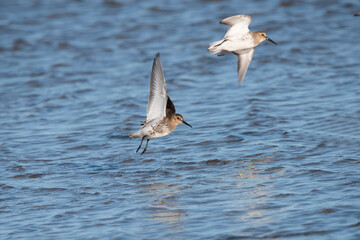 dunlin on the deserted island of Rottumeroog
