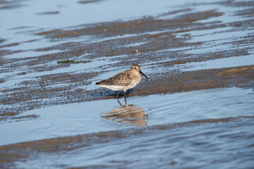 dunlin on the deserted island of Rottumeroog