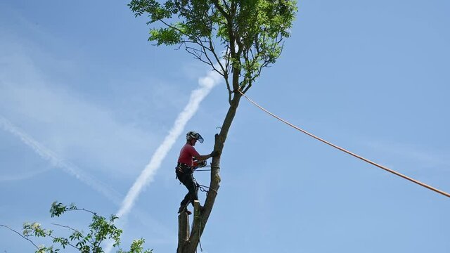 Tree surgeon or arborist felling the top of a tree.