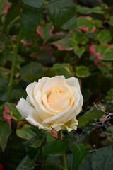 friedhof, grabdekoration