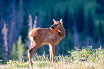Baby Elk (Cervus canadensis) High in the Mountains with their Mothers and Herd in Rocky Mountain National Park in Colorado