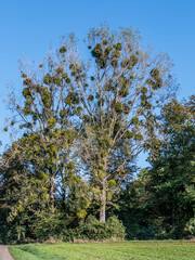 Obraz premium Mistel auf Pappeln