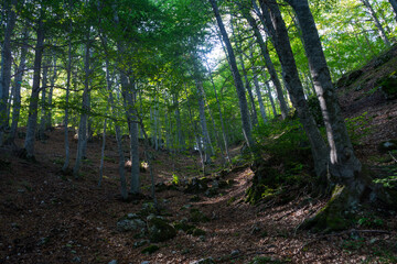 forest in the morning