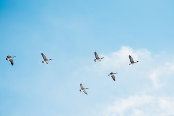 birds in flight