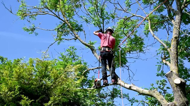 Arborist or tree surgeon using safety ropes to stand on a tree branch.