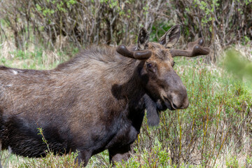 An Adult Bull Moose (Alces alces) Standing in a Mountain Meadow in the Mountains of Colorado