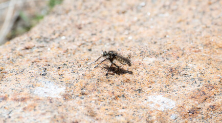 A Robber Fly in the Genus Cyrtopogon Perched on a Rock in Colorado