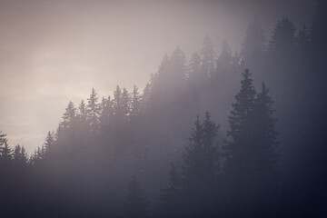 silhouettes de sapin ou d'épicéa en hiver à la montagne dans la brume du soir