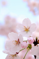 Fototapeta premium さくら