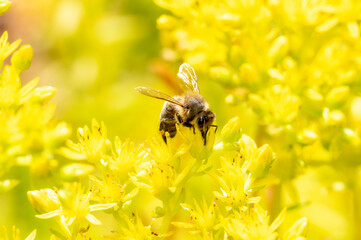 A Western Honeybee (Apis mellifera) Seeks Pollen in Bright Yellow Wildflowers in Colorado
