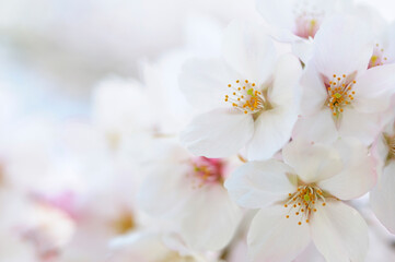 Fototapeta premium さくら