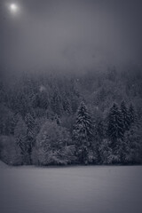 Fototapeta na wymiar forêt sous la neige dans les alpes en hiver