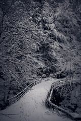 forêt sous la neige dans les alpes en hiver