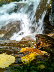 Autumn leaves on the rock in front of the cold forest waterfall