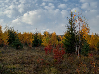 Beautiful autumn landscape. Autumn yellow and red forest, nature autumn landscape.