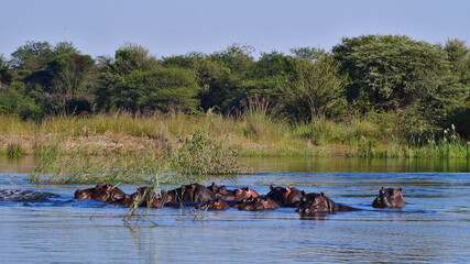 Group of hippos (hippopotamus, hippopotamus amphibius) enjoying the fresh water in Okavango river...