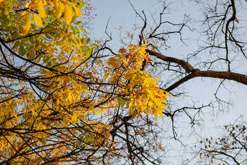 Tree, branches with autumn foliage against the sky.