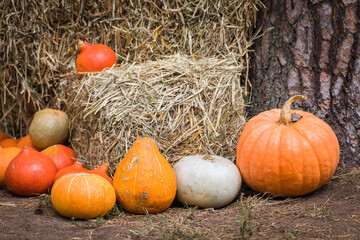 Different squashes and pumpkins on the ground with the hay stacks, selective focus