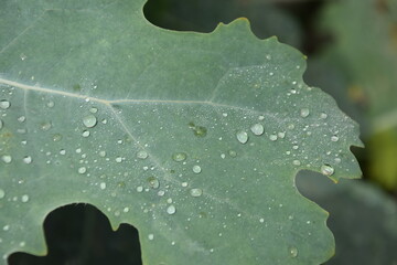 Green leaf with raindrops for background Liść bokkoni sercowatej