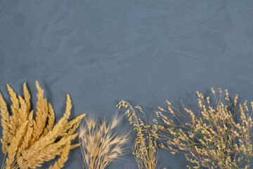 Spikelets on a concrete blue background. Place for an inscription. View from above. Autumn concept, harvest.