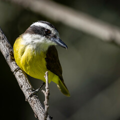 Title: Immersed

Species: Great kiskadee (Pitangus sulphuratus).