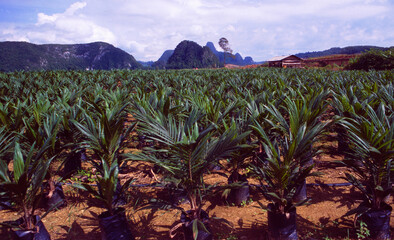 Fototapeta na wymiar Malaysia: Palm oil plantation in Sarawak on Borneo Island, where before the primary forest was destroyed