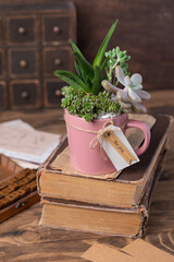 Easy handmade home decoration with succulents in pink mug
