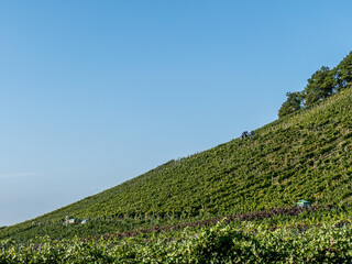 Weinlese im Weinberg
