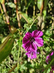 bee on flower