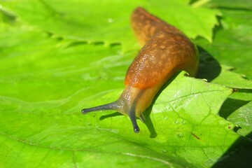 Orange slug crawling on green leaves in the garden, closeup