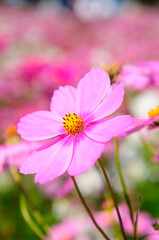 Fototapeta premium コスモス