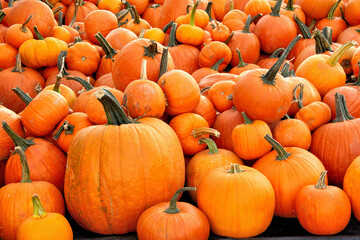 Colorful Halloween theme or possible background. Large assortment of harvested orange pumpkins in many different sizes and shapes.