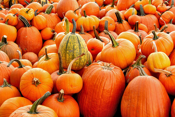 Colorful Halloween theme or possible background. Large pile of many harvested orange pumpkins in different sizes and shapes.