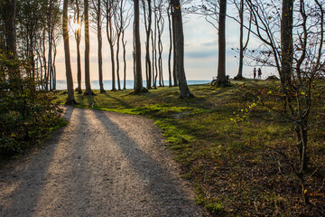 Morze bałtyckie Las Poddąbie  Baltic sea Forest Cliff Sunset Poland