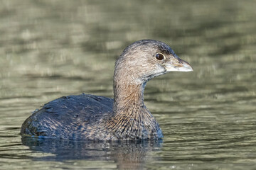 Title: Grimace.

Species: Pied-billed grebe (Podilymbus podiceps).