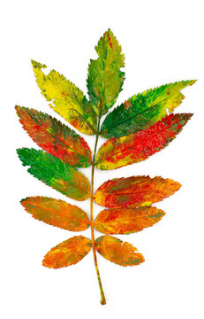 Autumn fall leave painted with gouache in red yellow green orange colors isolated on white background. A design element for kids art studio, autumn fall festival poster, card or invitation