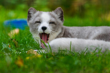Arctic fox yawning
