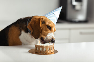 Birthday for a dog of breed beagle. Happy dog eating delicious cake.