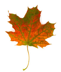 Yellow autumn fall leave isolated on white background. Seasonal content for posters cards invitation or other decor
