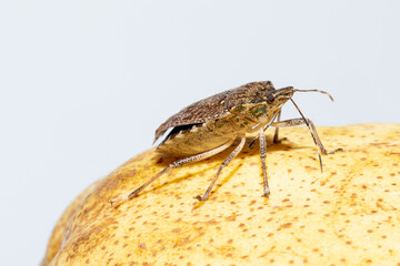 Brown marmorated stink bug over a yellow apple, isolated on white background