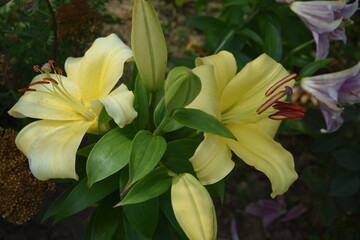 Lilie kwitnące latem © Anna