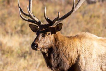 Elk Rut in Rocky Mountain National Park